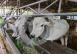 Ã Â¸ÂºÃ Â¸ÂºCow in farm photo